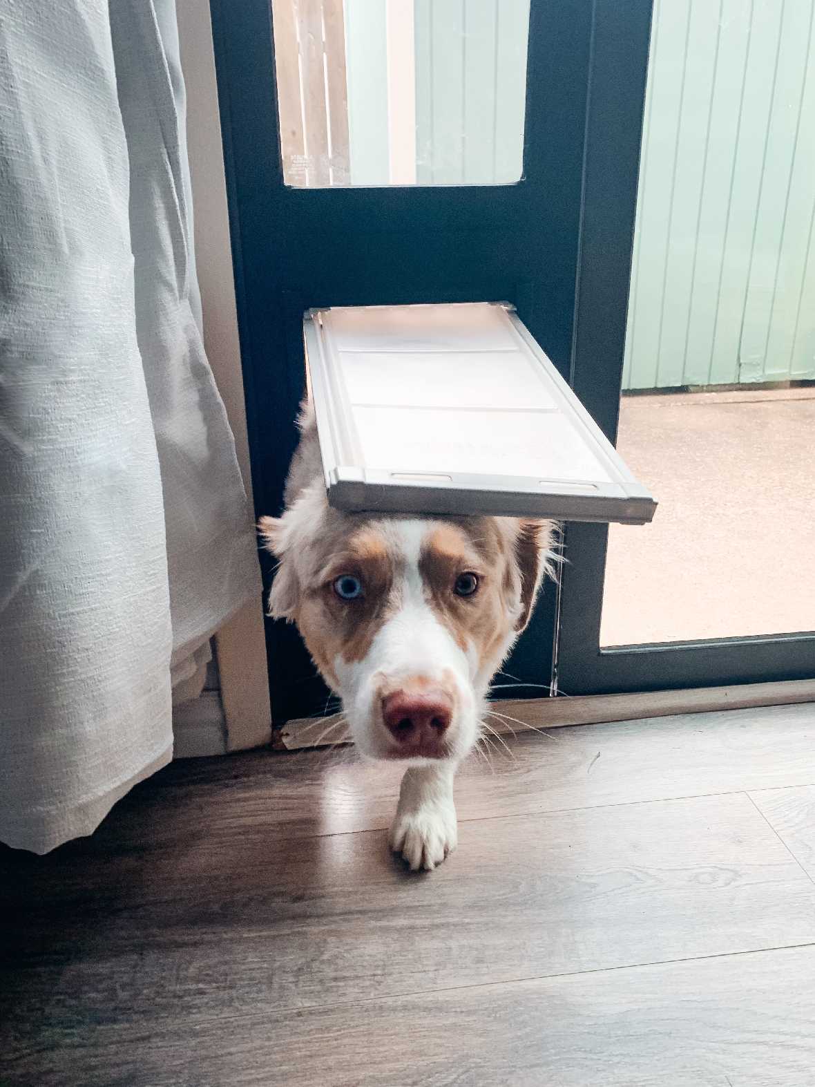 A dog with heterochromia peering through a dog door.