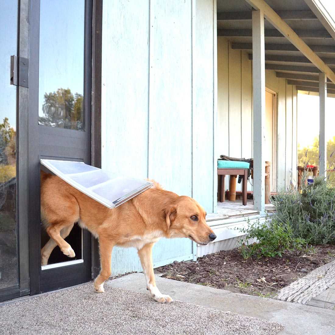 A tan dog walks through a dog door in a glass paneled door of a light blue house.