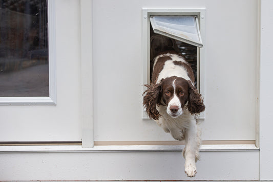 dog going through endura flap pet door