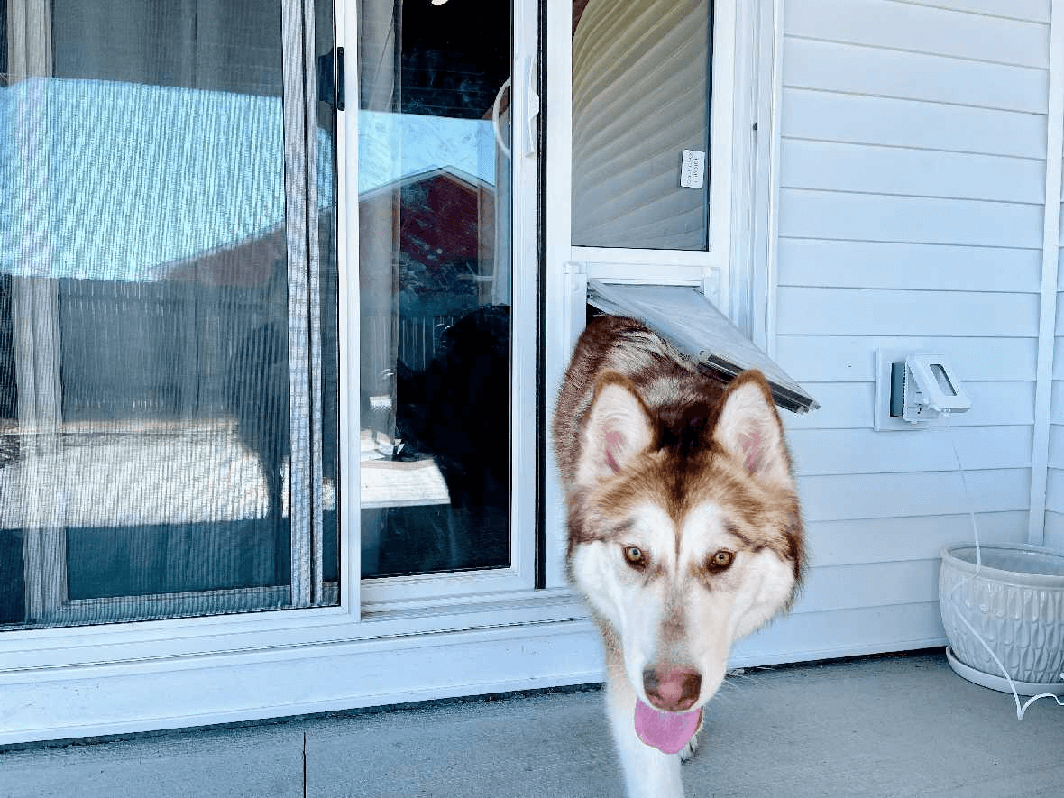 husky going through endura flap severe weather vinyl pet door panel