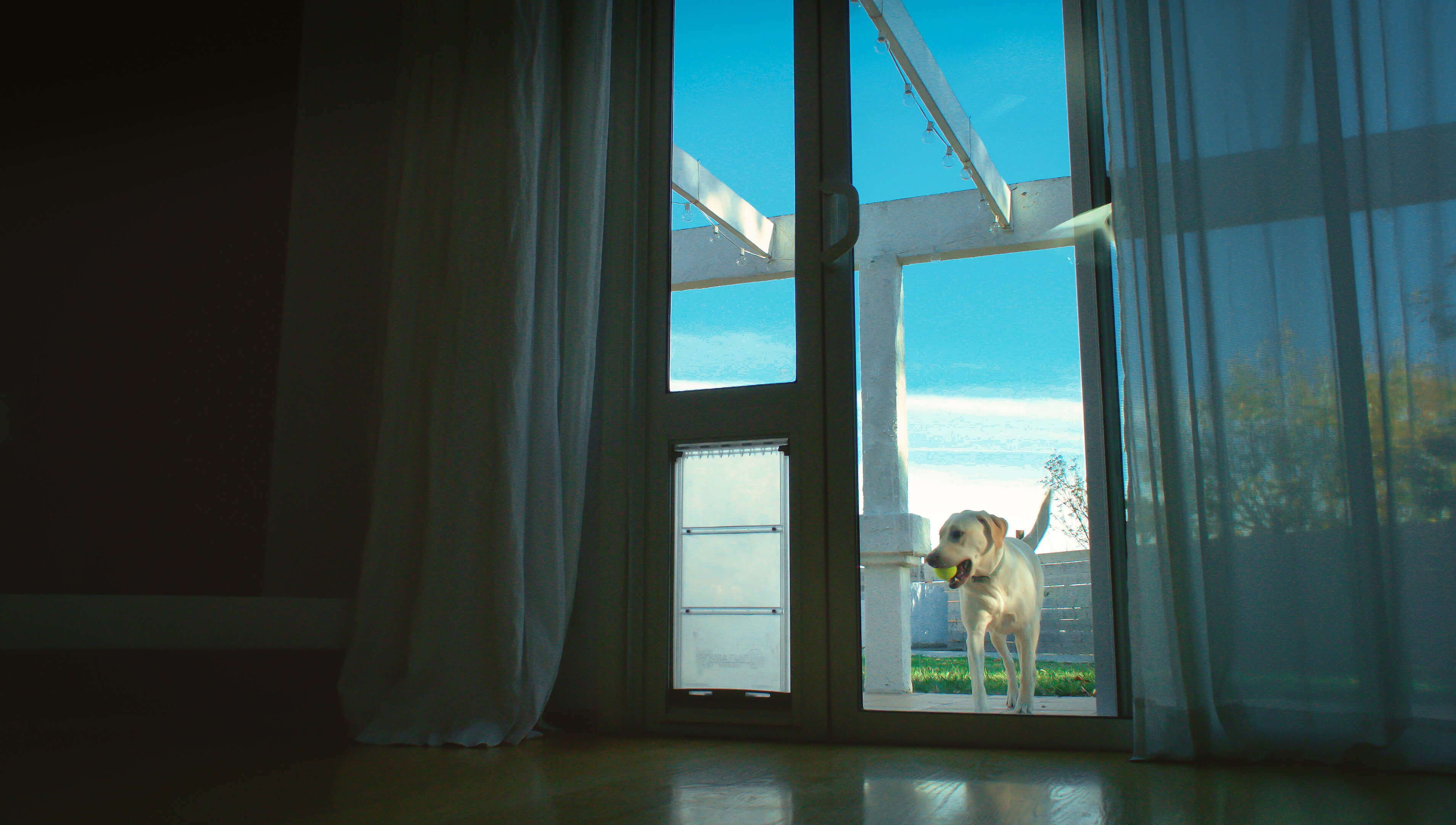 dog carrying ball and walking towards the endura flap pet door for sliding glass doors