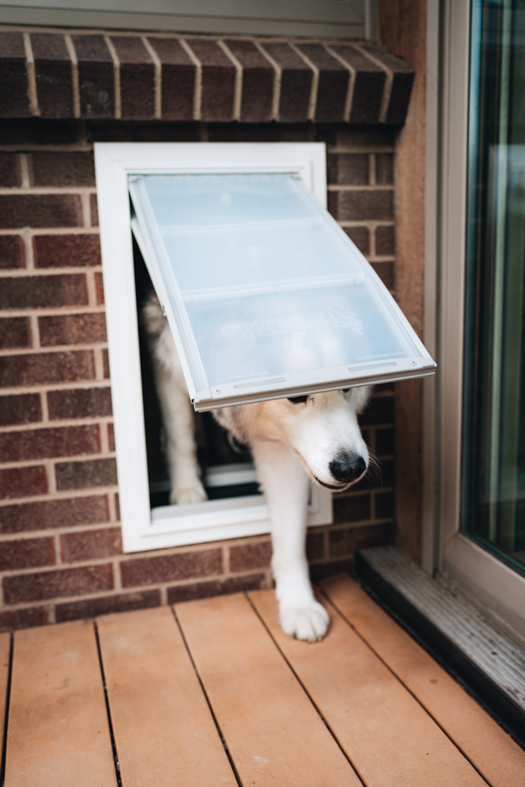 A white dog is partially visible coming through a dog door.