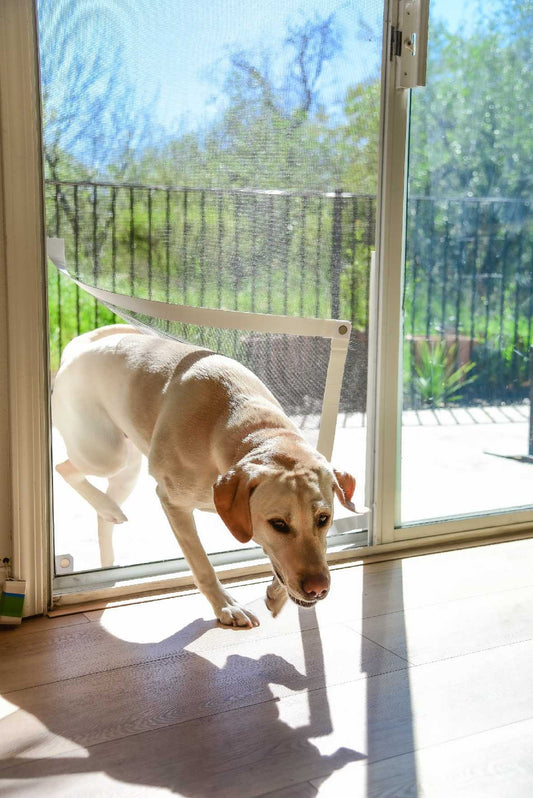 A light-colored Labrador dog is entering a patio through a screen door with a custom pet opening_Color_White