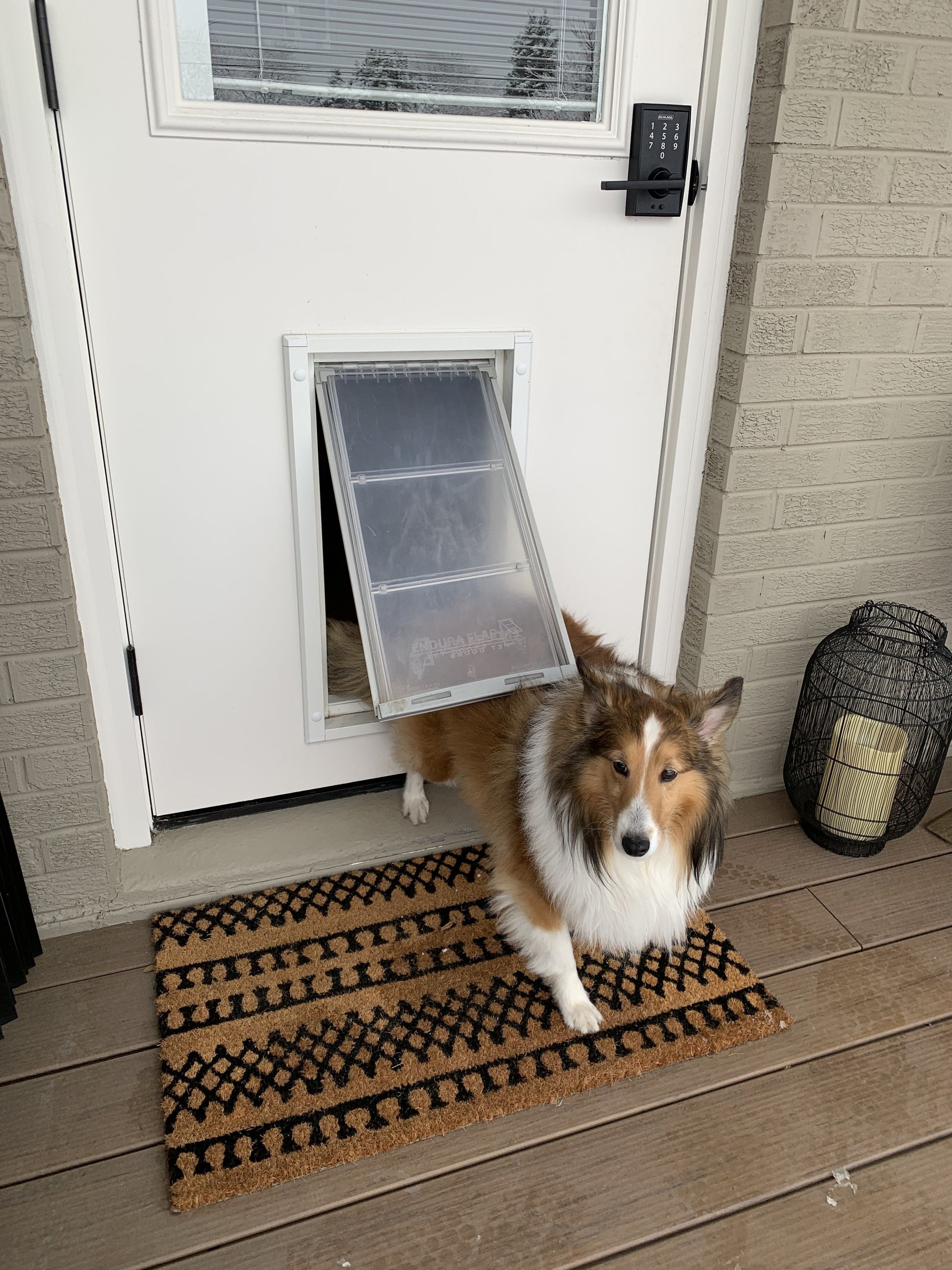 A Sheltie dog walks through a dog door.