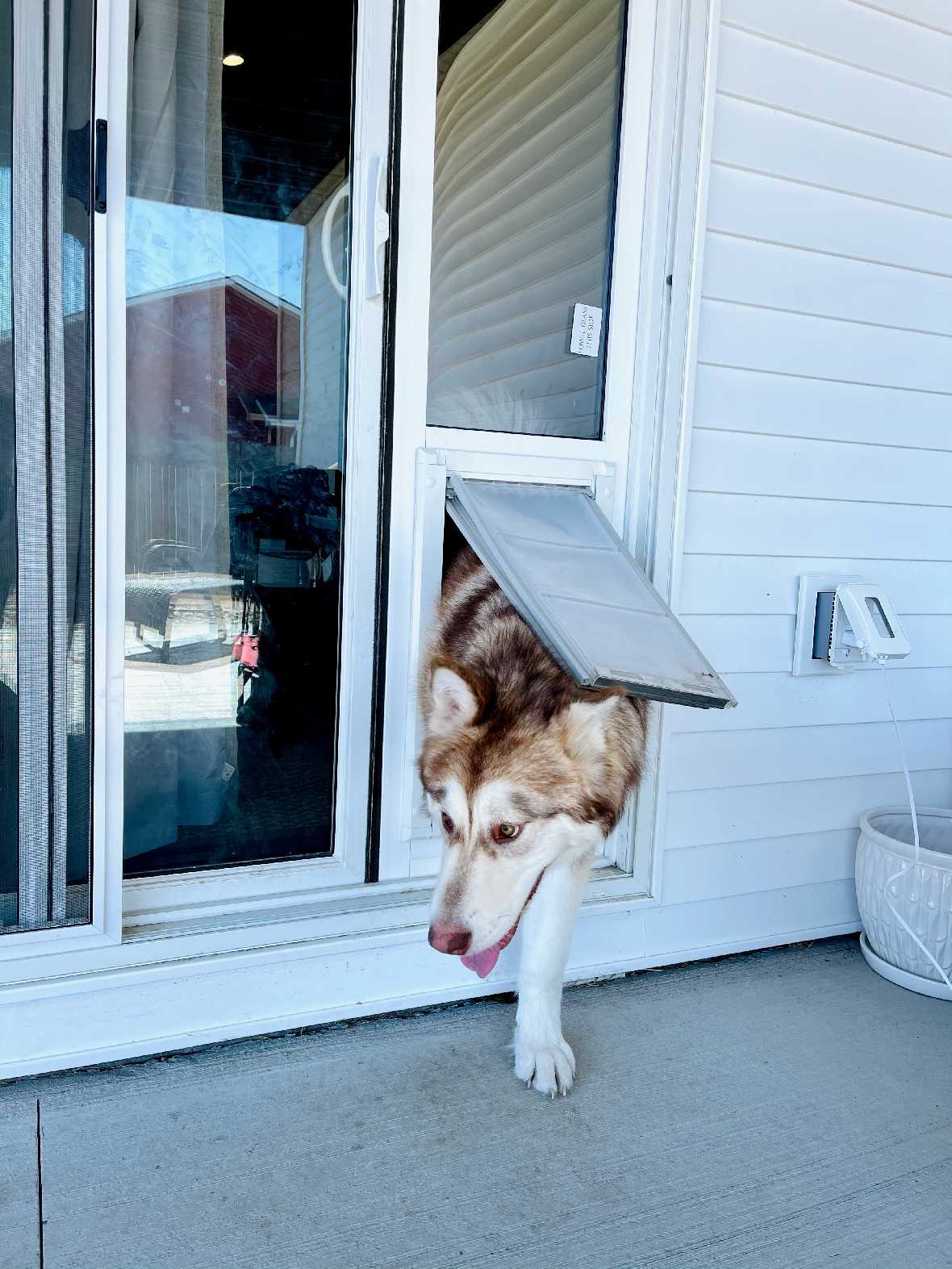 A brown and white husky with its tongue out walks through a dog door in a glass sliding door.