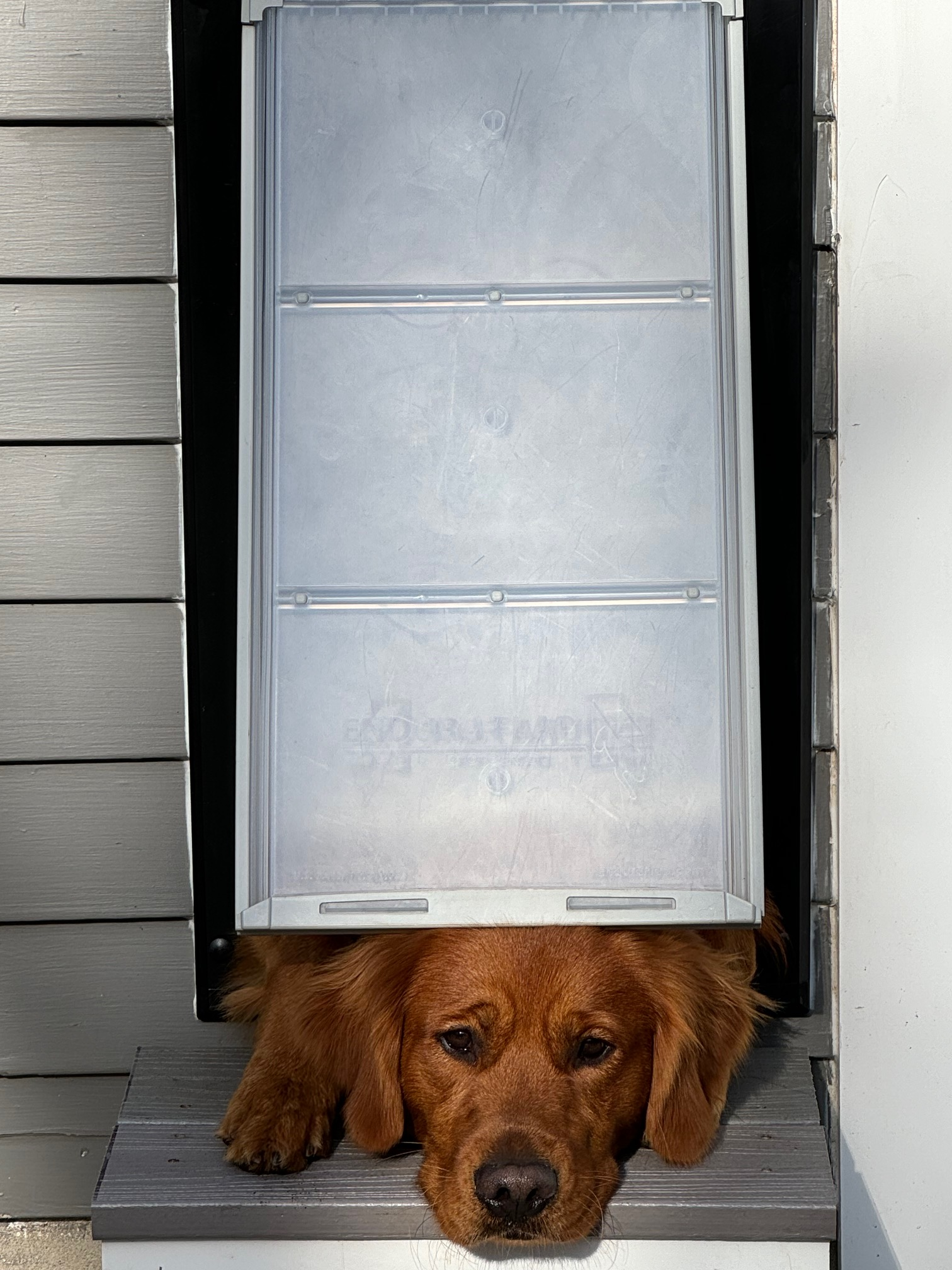 A brown dog lies partially under a pet door in a light-colored wall.