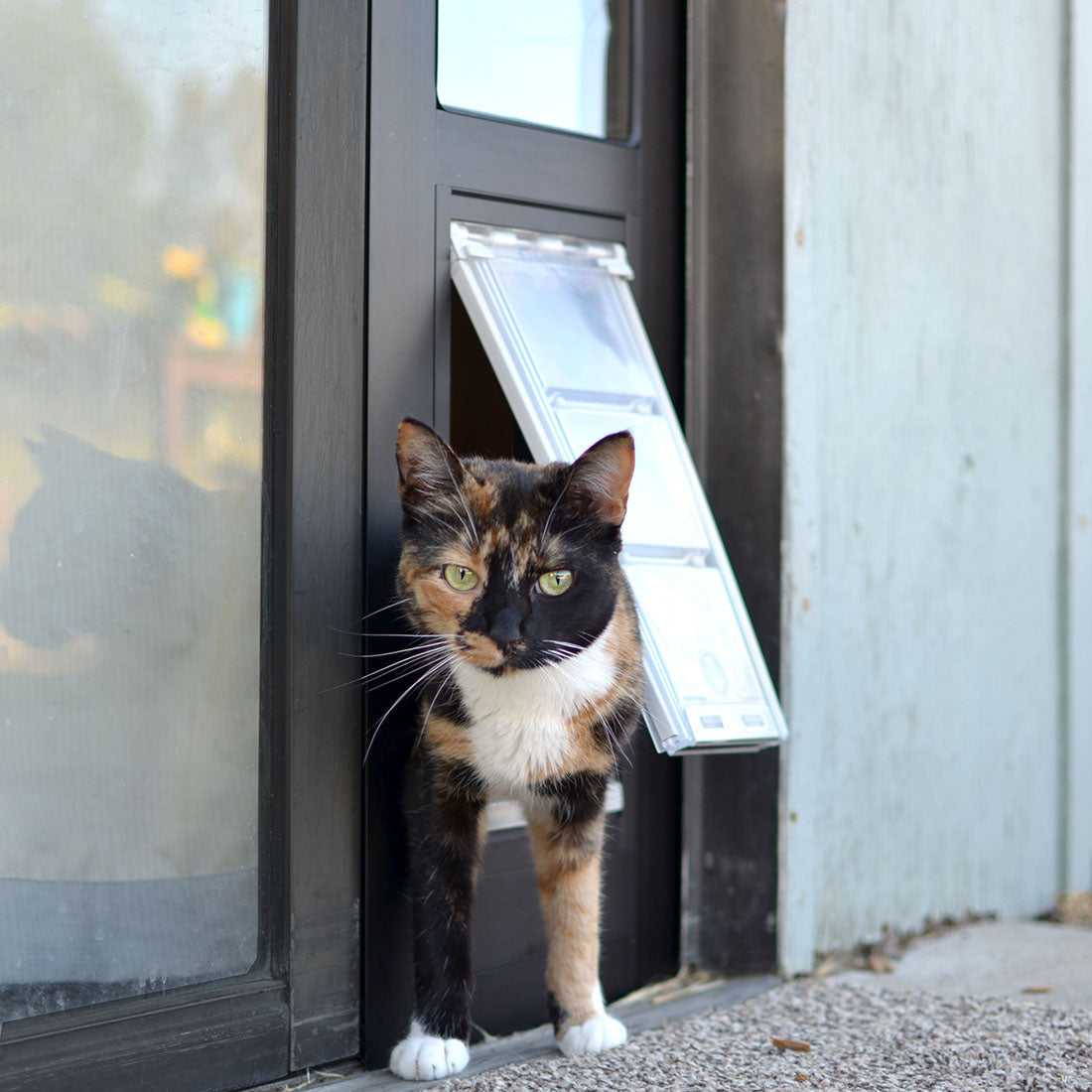 A calico cat stands in a cat door.
