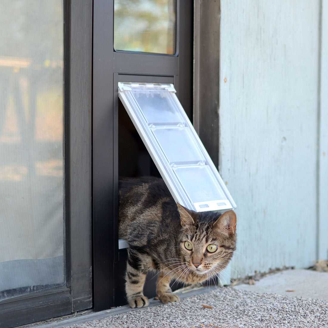 A tabby cat is emerging from a cat door.